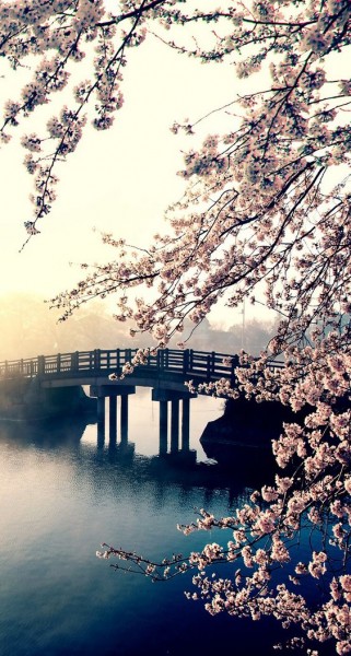 cherry blossom2
