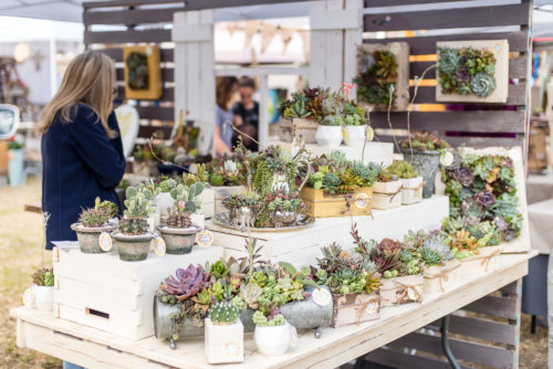 Live succulents planted in vintage and re-purposed containers.